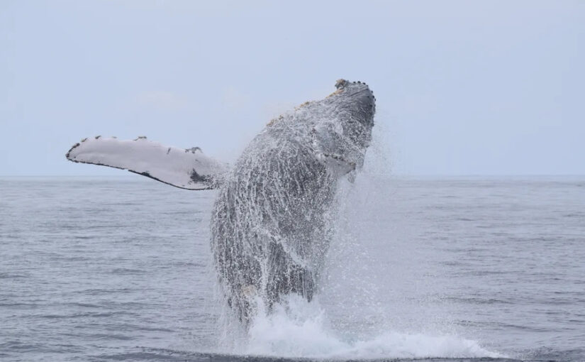 ホエールウォッチング