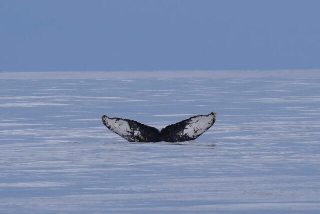 ホエールウォッチング