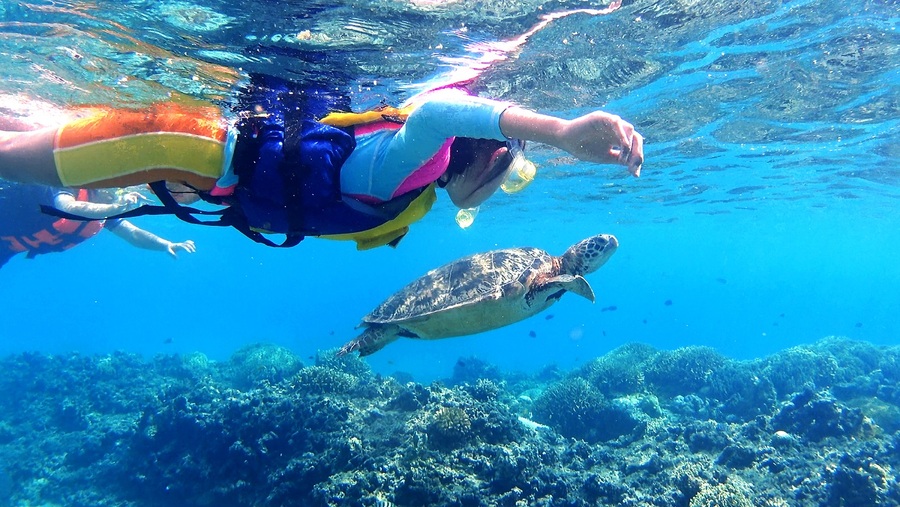 【慶良間/渡嘉敷島/1日】＜2026/2/1～3/31限定＞渡嘉敷島『阿波連ビーチ』でウミガメシュノーケリング＆ホエールウォッチングツアー《初心者大歓迎・機材レンタル無料》（No.407）