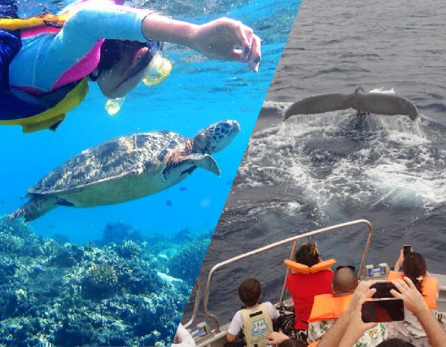 ウミガメシュノーケリング ホエールウォッチング