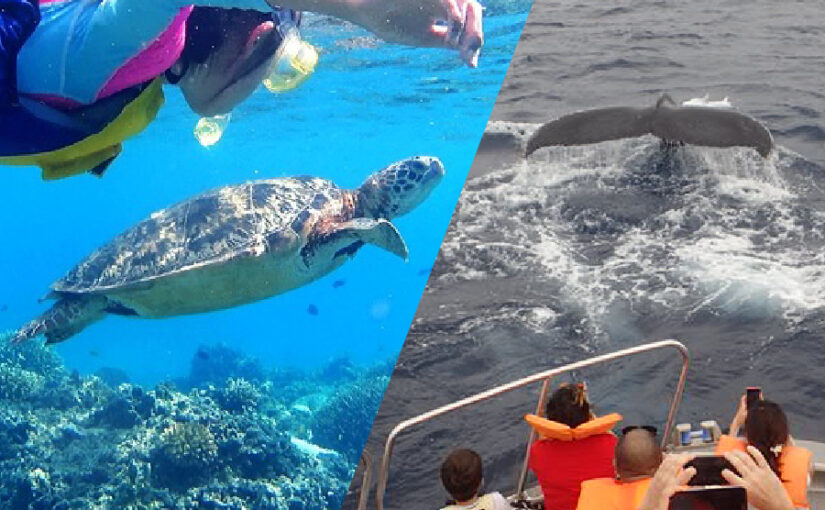 ウミガメシュノーケリング　ホエールウォッチング