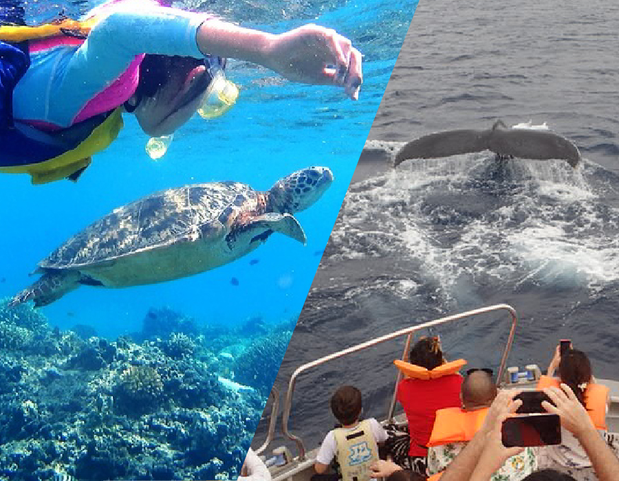 【慶良間/渡嘉敷島/1日】＜2026/2/1～3/31限定＞渡嘉敷島『阿波連ビーチ』でウミガメシュノーケリング＆ホエールウォッチングツアー《初心者大歓迎・機材レンタル無料》（No.407）