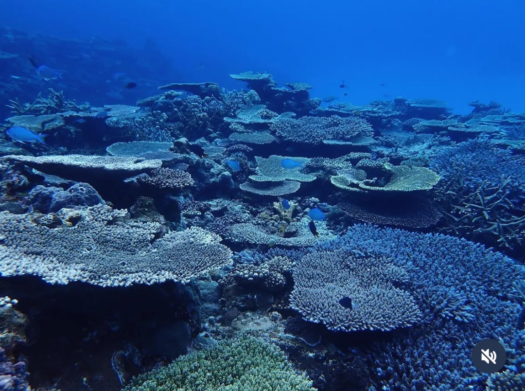 【慶良間/渡嘉敷島/1日】リクエストベースで楽しむファンダイビング2diveツアー＜送迎あり＞初心者からベテランまで満足！ポイントまでの移動が近い♪（No.336）