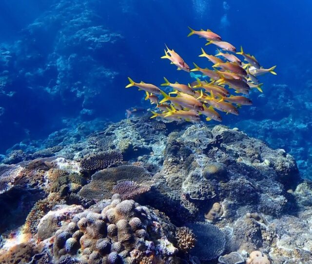 渡嘉敷島体験ダイビング