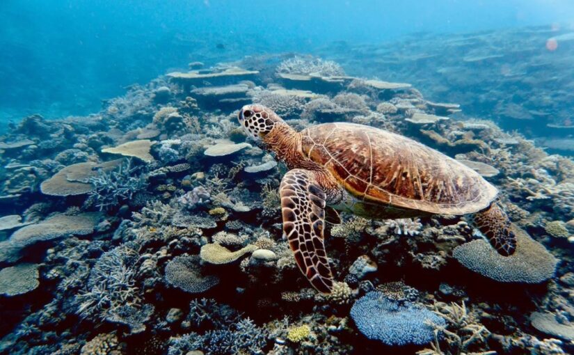 渡嘉敷島体験ダイビング