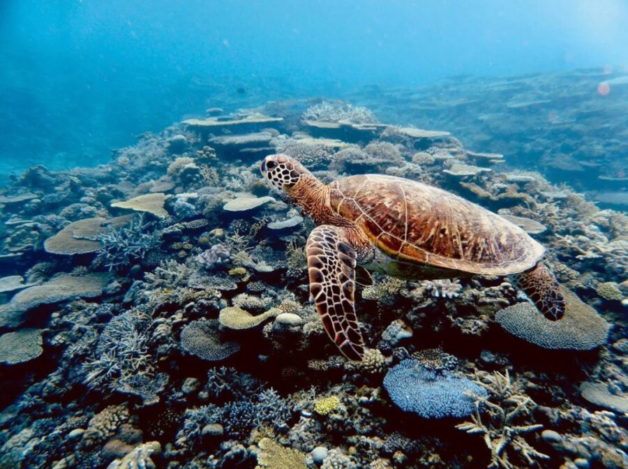 渡嘉敷島体験ダイビング