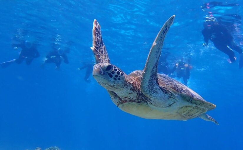 【那覇発/慶良間開催/1日】保証あり☆ウミガメ観察体験ダイビング＆シュノーケリングツアー《水中写真＆動画無料／那覇市内送迎あり》1名参加OK！（No.342）