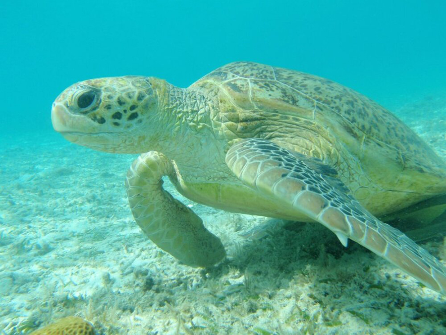 【慶良間/渡嘉敷島/約2時間】高確率でウミガメと泳げるシュノーケリングツアー☆ヨットでポイントへ行く貴重な体験＜4歳から参加OK＆送迎付き＞（No.383）