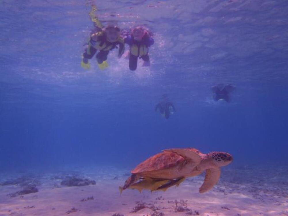 【慶良間/渡嘉敷島/約2時間】高確率でウミガメと泳げるシュノーケリングツアー☆ヨットでポイントへ行く貴重な体験＜4歳から参加OK＆送迎付き＞（No.383）