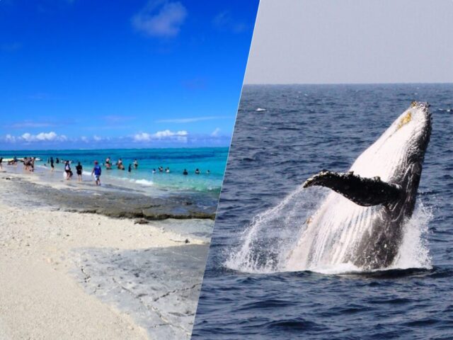 ホエールウォッチング ナガンヌ島