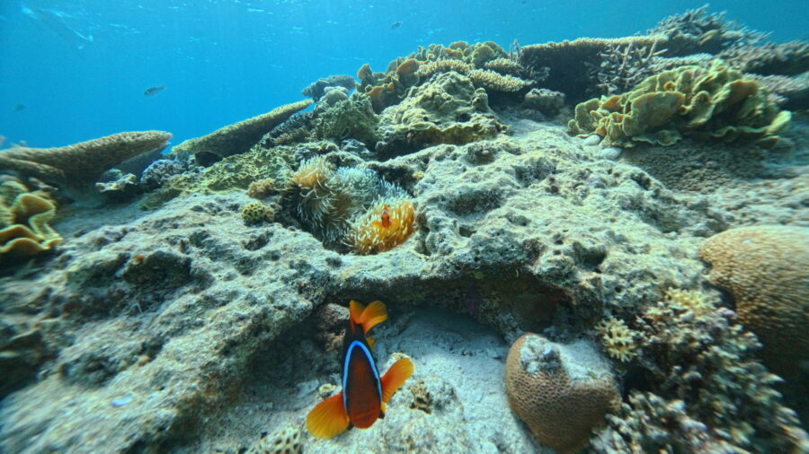 【那覇発/慶良間諸島/半日】7月～9月限定◆豪華カタマラン船で行く！ボートシュノーケリングツアー《バナナボート1回無料・写真無料付き》（No.406）