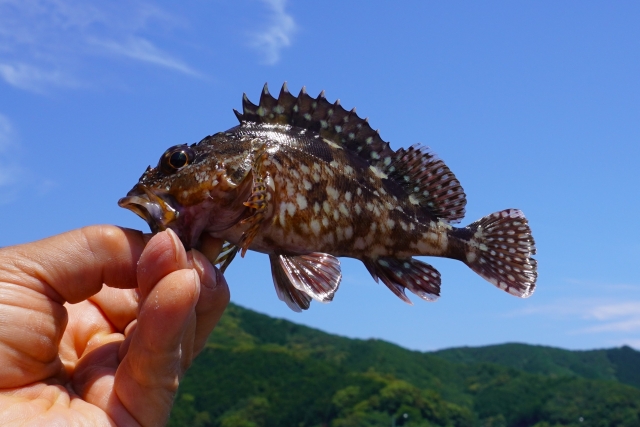 初心者必見☆渡嘉敷島釣り完全ガイド！必要な道具・時期・ポイントを徹底解説