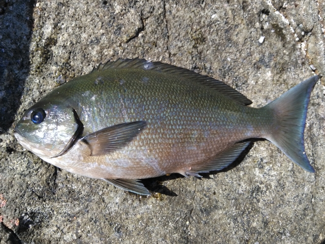 阿嘉島で釣るならココ！初心者から上級者まで楽しめるスポットとは？