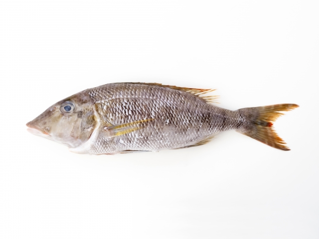 阿嘉島で釣るならココ！初心者から上級者まで楽しめるスポットとは？