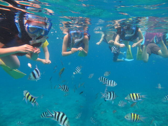 渡嘉敷島 シュノーケリング