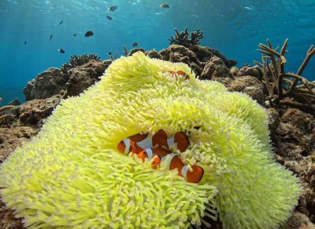 ウミガメ　シュノーケリング　慶良間