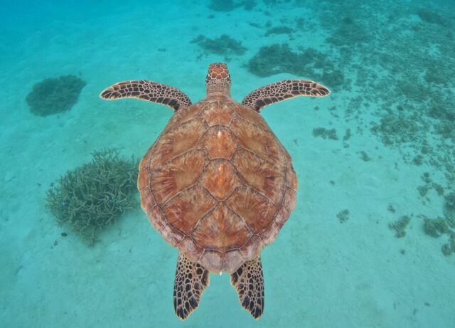 Sea Turtles, Snorkeling, Kerama Islands