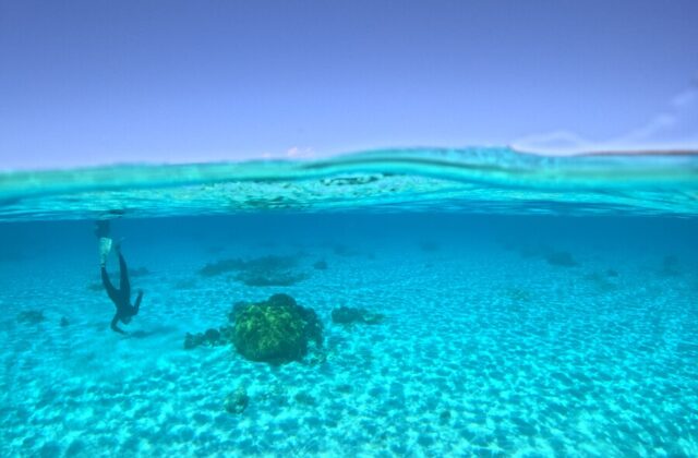 Sea Turtles, Skin Diving, Kerama Islands