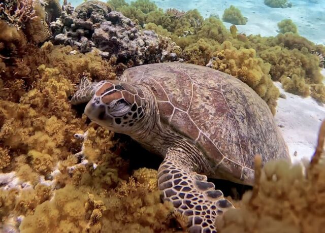 ウミガメ　シュノーケリング　慶良間