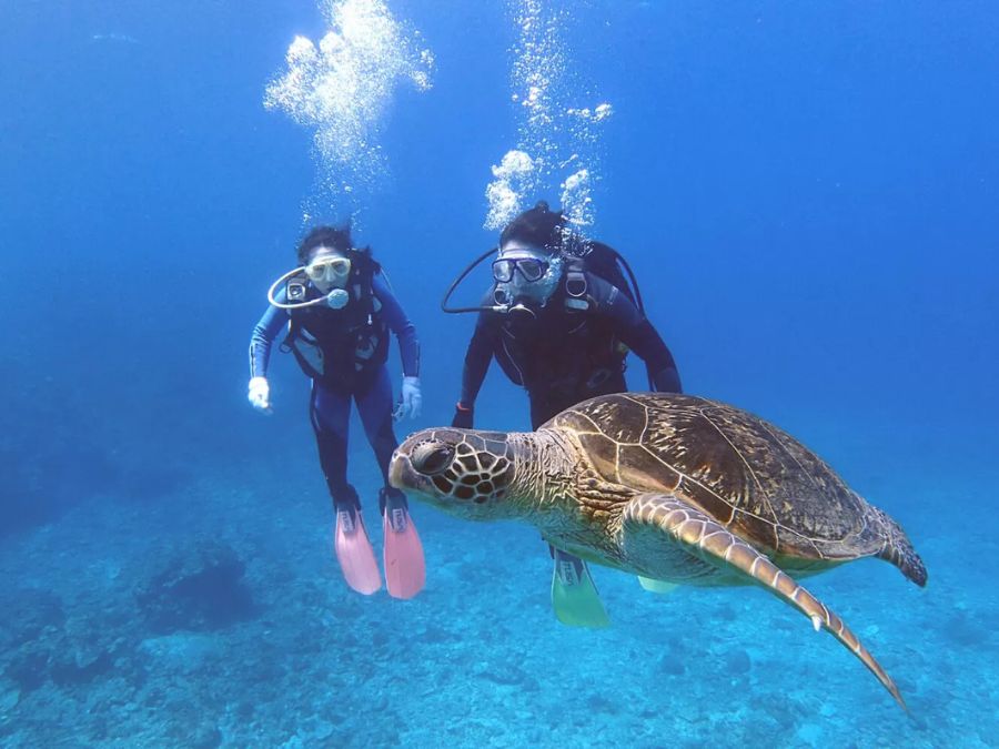 慶良間諸島でダイビングを楽しむ2人