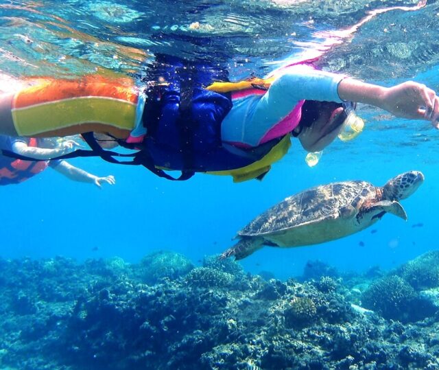 チャーター船　ウミガメ　シュノーケリング