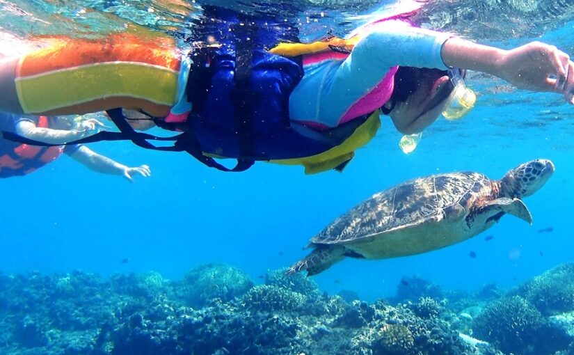 チャーター船　ウミガメ　シュノーケリング