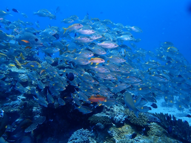 ノコギリダイとアカヒメジの群れ 沖縄ウチザン礁のダイビング