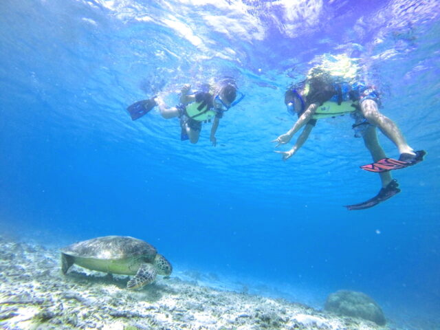 チャーター船　ウミガメ　シュノーケリング