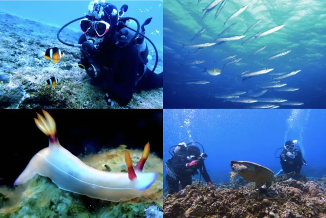 慶良間諸島　ダイビング　シュノーケリング