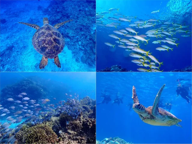慶良間諸島　ウミガメ　ダイビング　シュノーケリング
