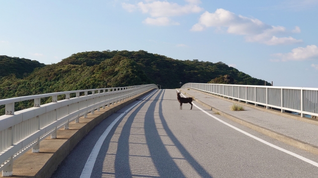 慶留間大橋の上を横切るケラマジカ