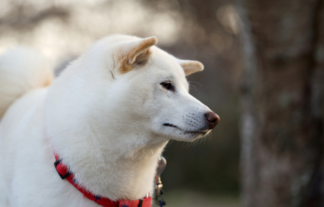 白い犬